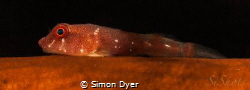 This is a little Red Cling Fish i found him on north wall... by Simon Dyer 
